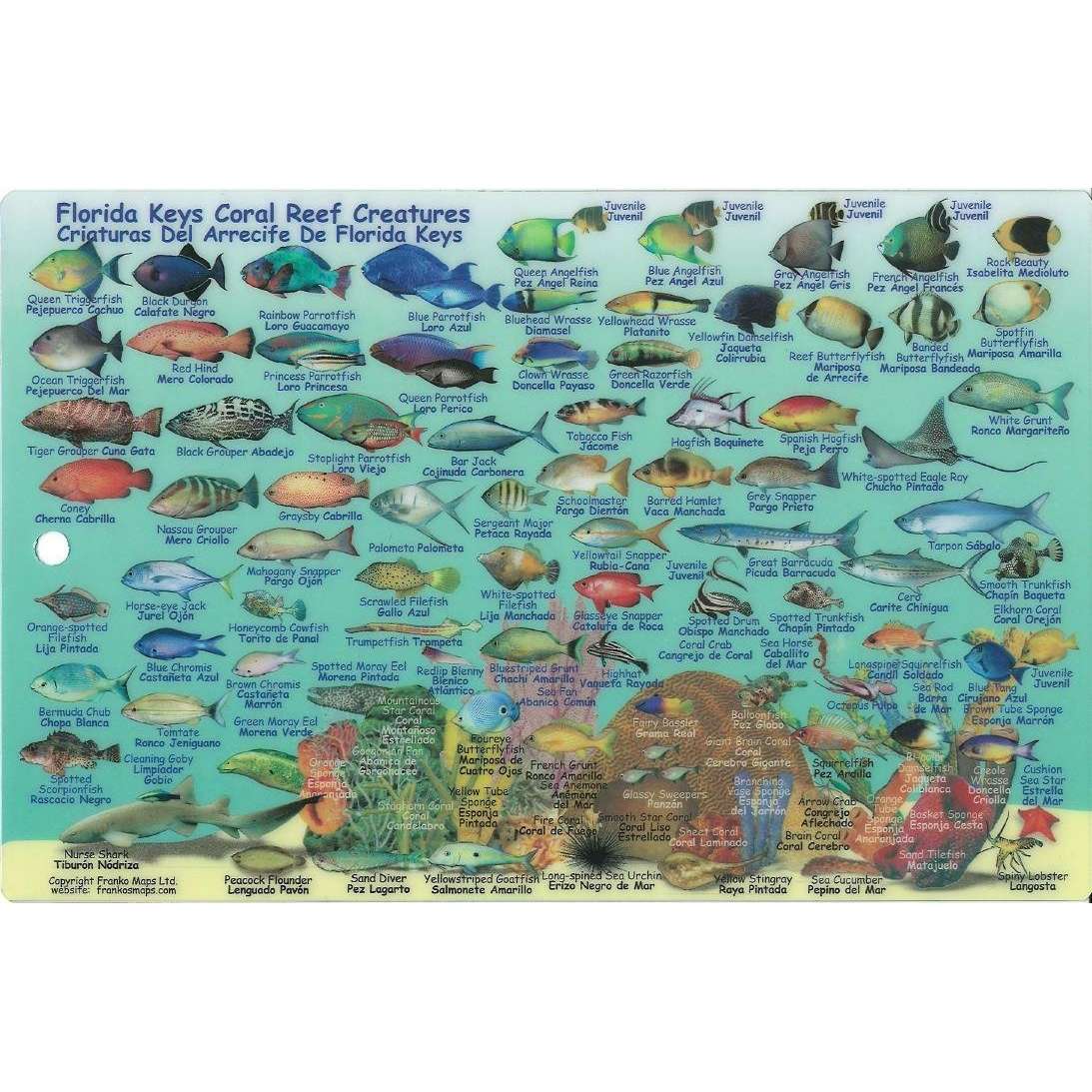 Turks & Caicos Dive Map & Reef Creatures Guide Laminated Card - Life Raft Professionals